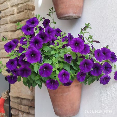 Apartmán El Patio De Regina Córdoba Exteriér fotografie