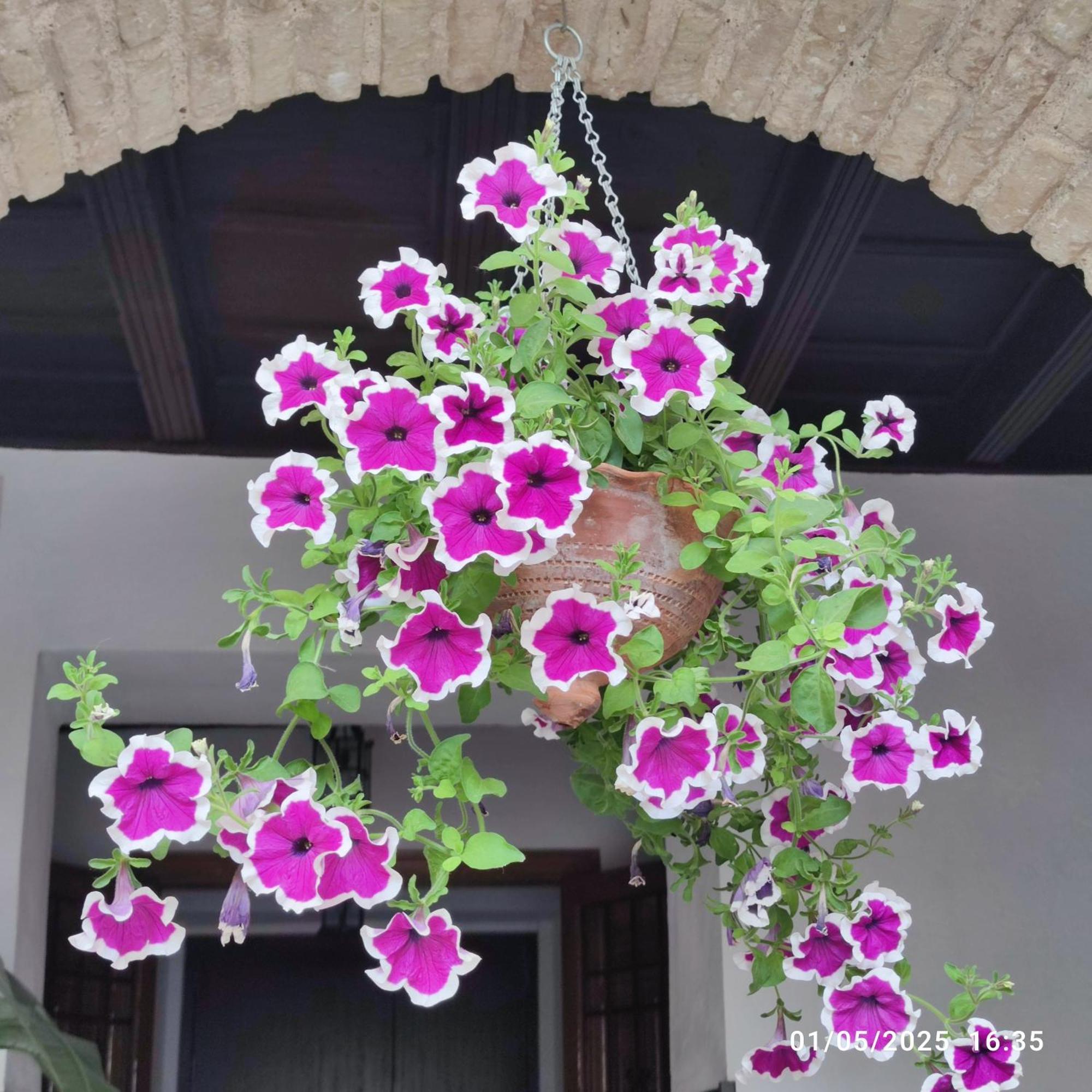 Apartmán El Patio De Regina Córdoba Exteriér fotografie