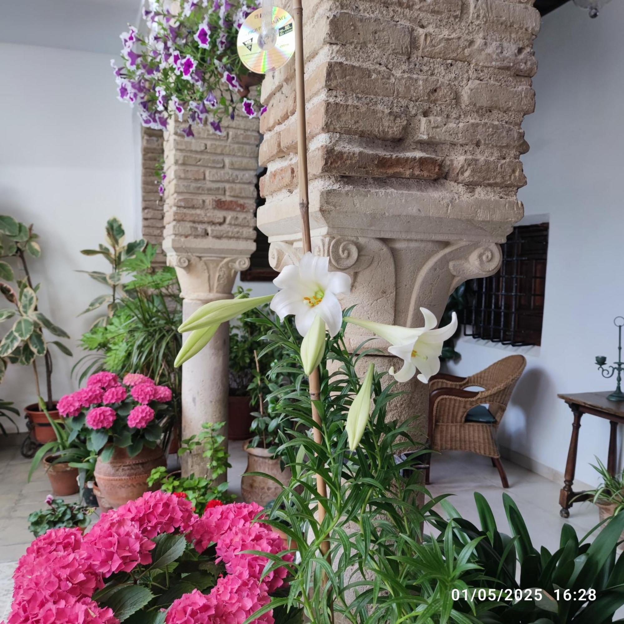 Apartmán El Patio De Regina Córdoba Exteriér fotografie