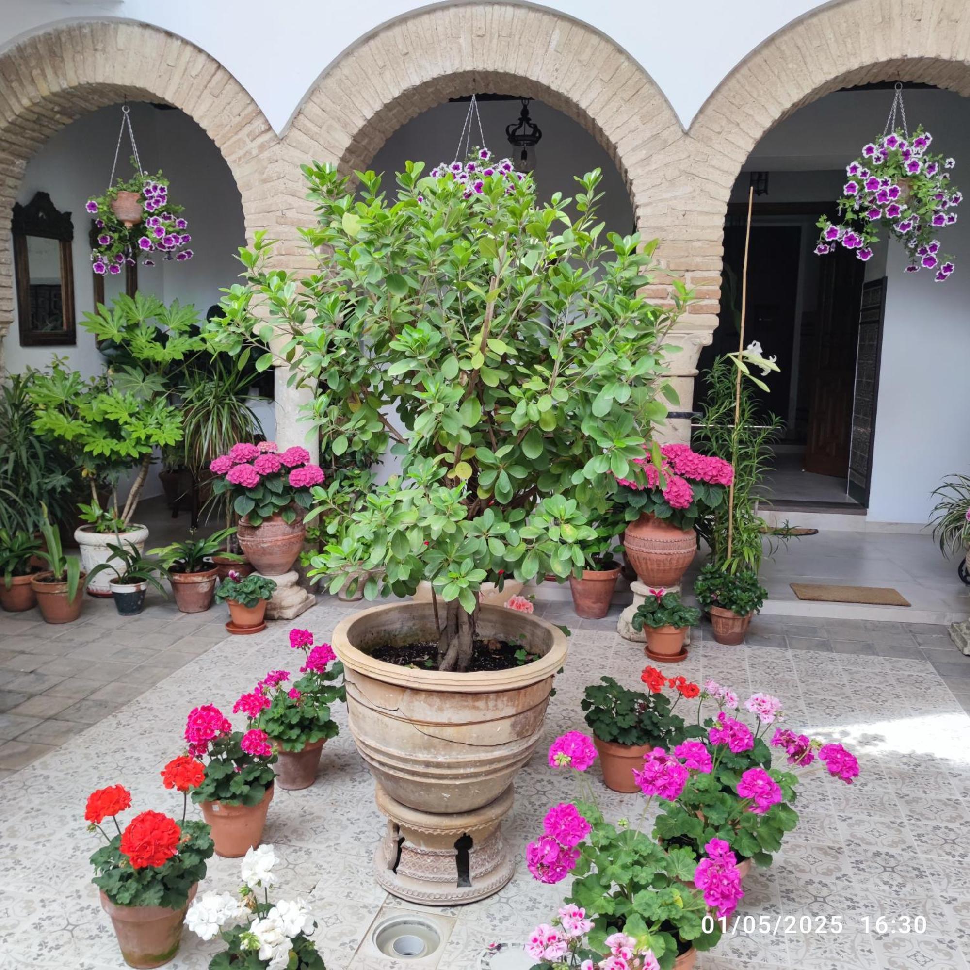 Apartmán El Patio De Regina Córdoba Exteriér fotografie